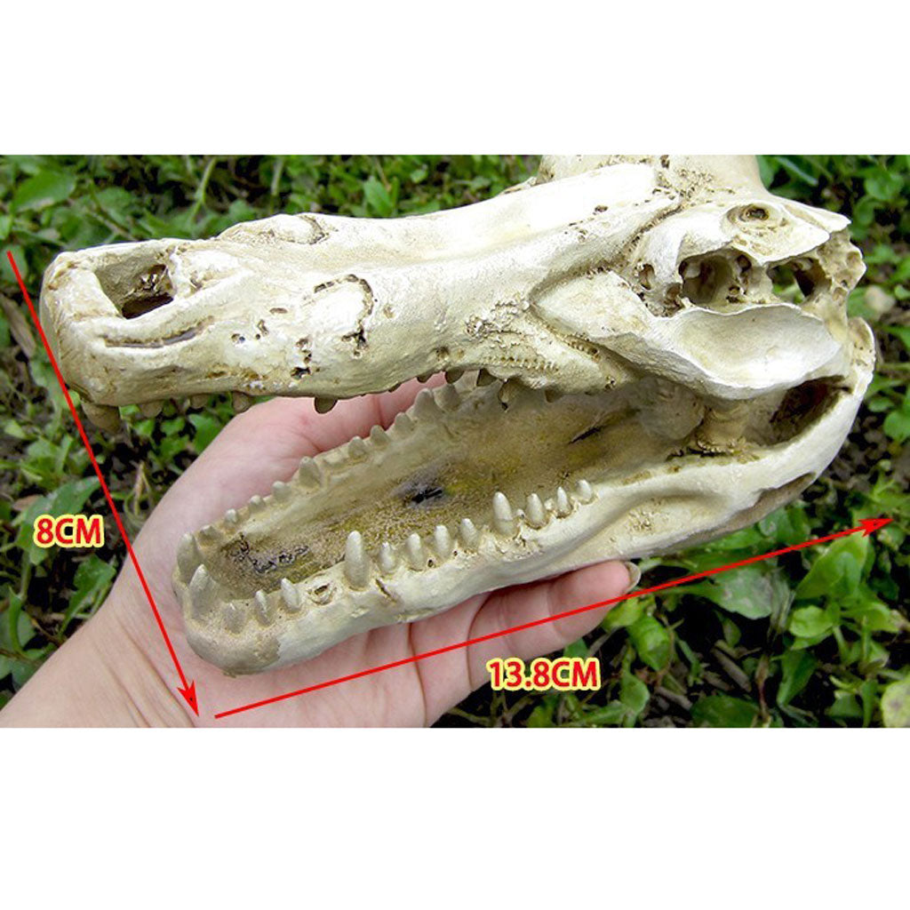 Reptile,Snake,Turtle,Vivarium Rock,Caves,Aquarium Ornament Crocodile Skull