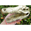 Reptile,Snake,Turtle,Vivarium Rock,Caves,Aquarium Ornament Crocodile Skull