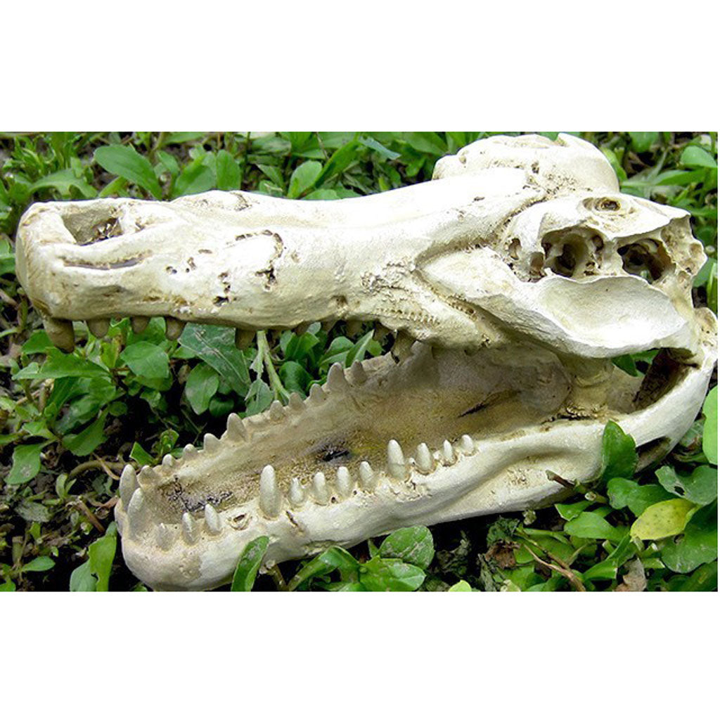 Reptile,Snake,Turtle,Vivarium Rock,Caves,Aquarium Ornament Crocodile Skull