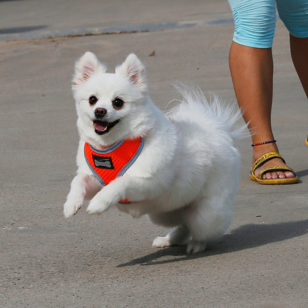 Breathable Mesh Pet Puppy Dog Walking Collar Chest Strap Harness Orange S