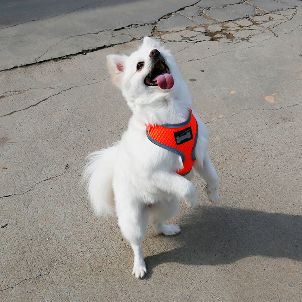 Breathable Mesh Pet Puppy Dog Walking Collar Chest Strap Harness Orange S