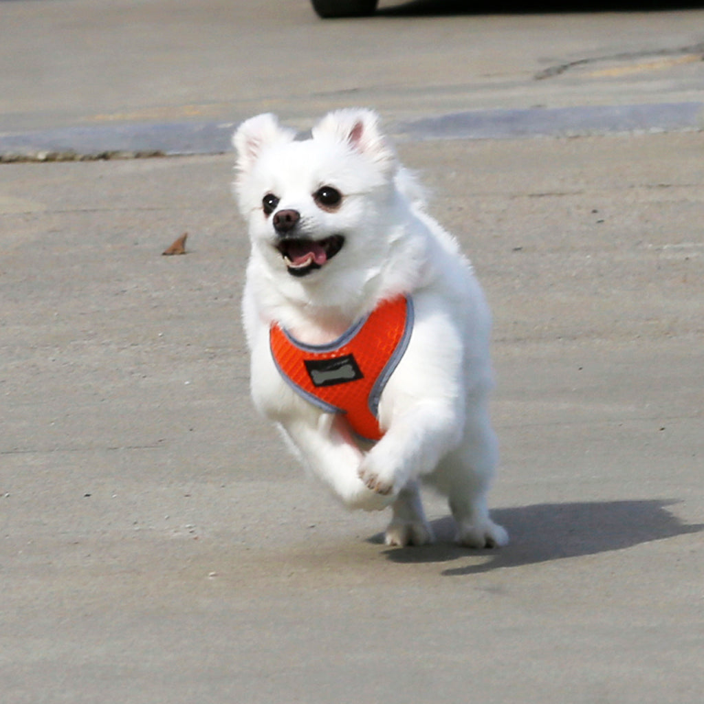 Breathable Mesh Pet Puppy Dog Walking Collar Chest Strap Harness Orange S