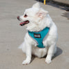 Breathable Mesh Pet Dog Walking Collar Chest Strap Harness Turquoise XL