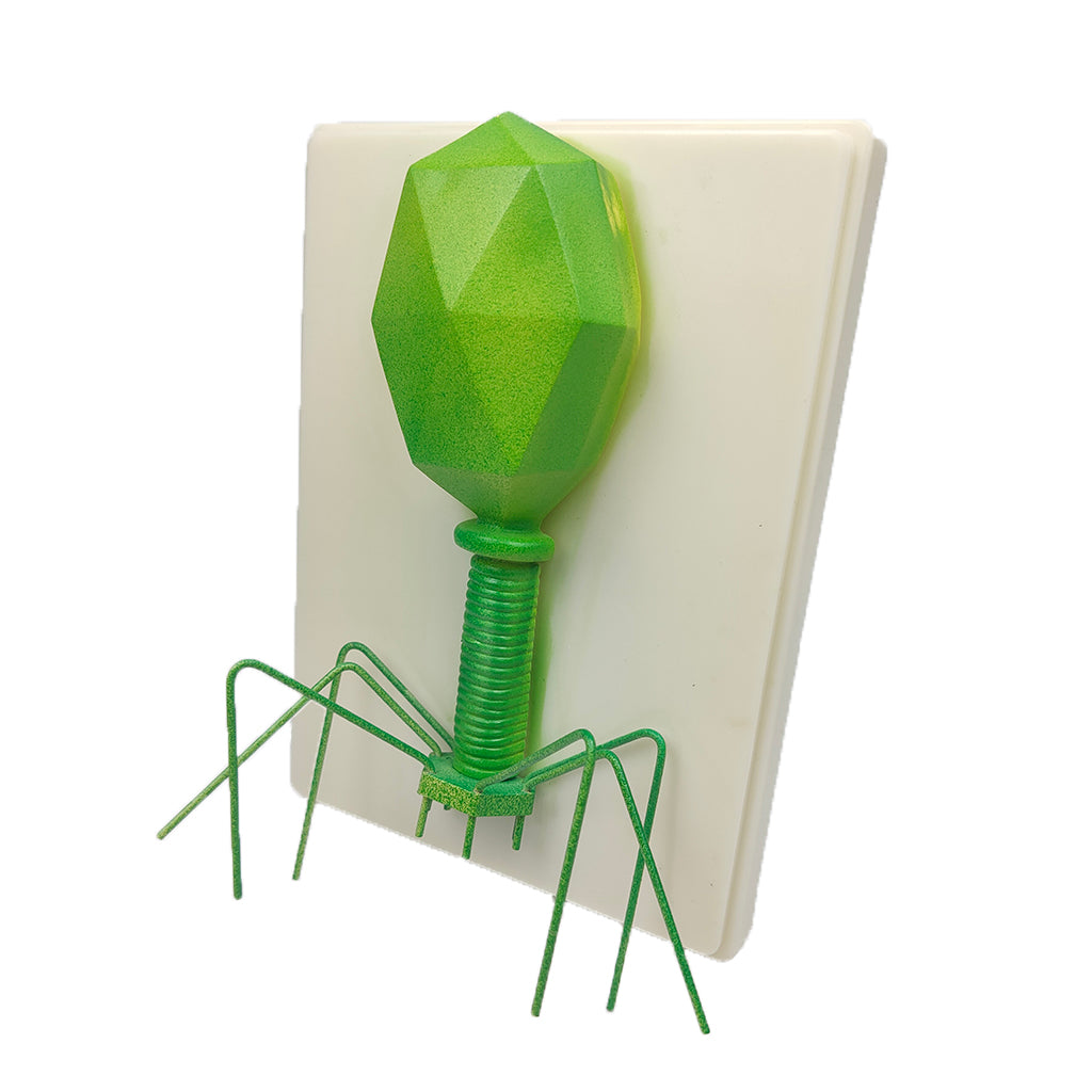 Kids Educational Specimen Bacteriophage Germ Biological Experiment Teaching