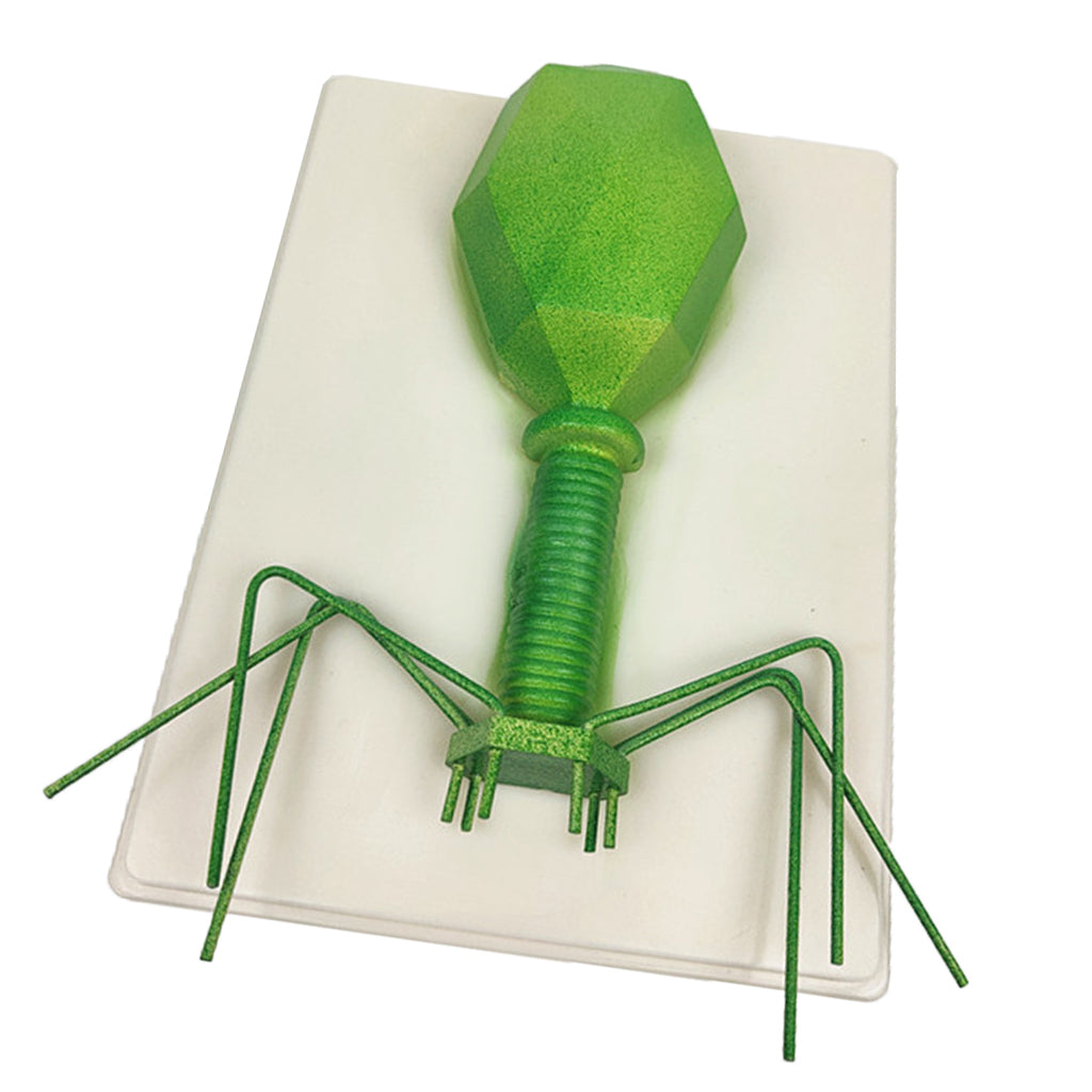 Kids Educational Specimen Bacteriophage Germ Biological Experiment Teaching