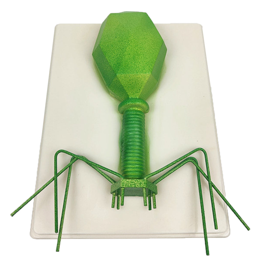 Kids Educational Specimen Bacteriophage Germ Biological Experiment Teaching