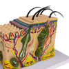 Load image into Gallery viewer, 1pc Skin Structure Model 35X Enlarged Model Science Display Teaching Aids