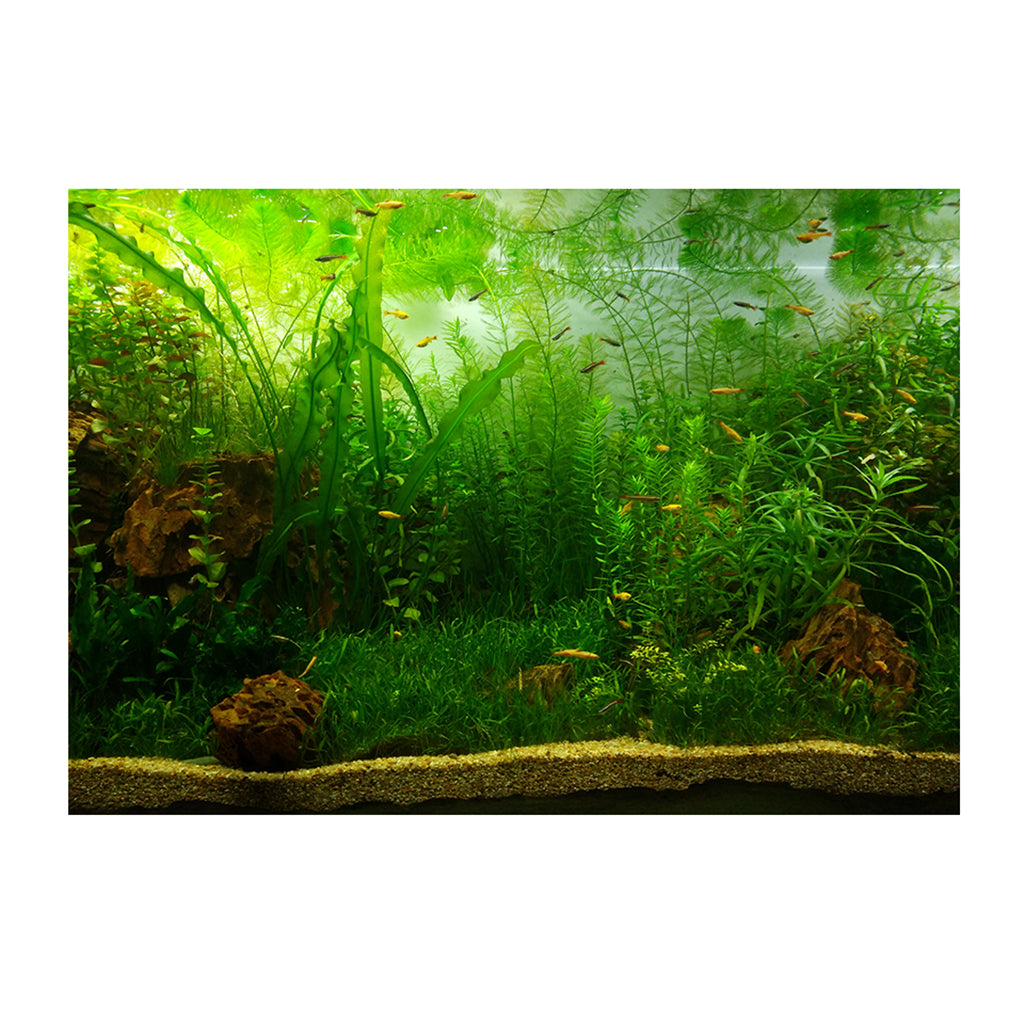 PVC Aquarium Background Poster,Fish Tank Plants Landscape Waterproof 61x30cm