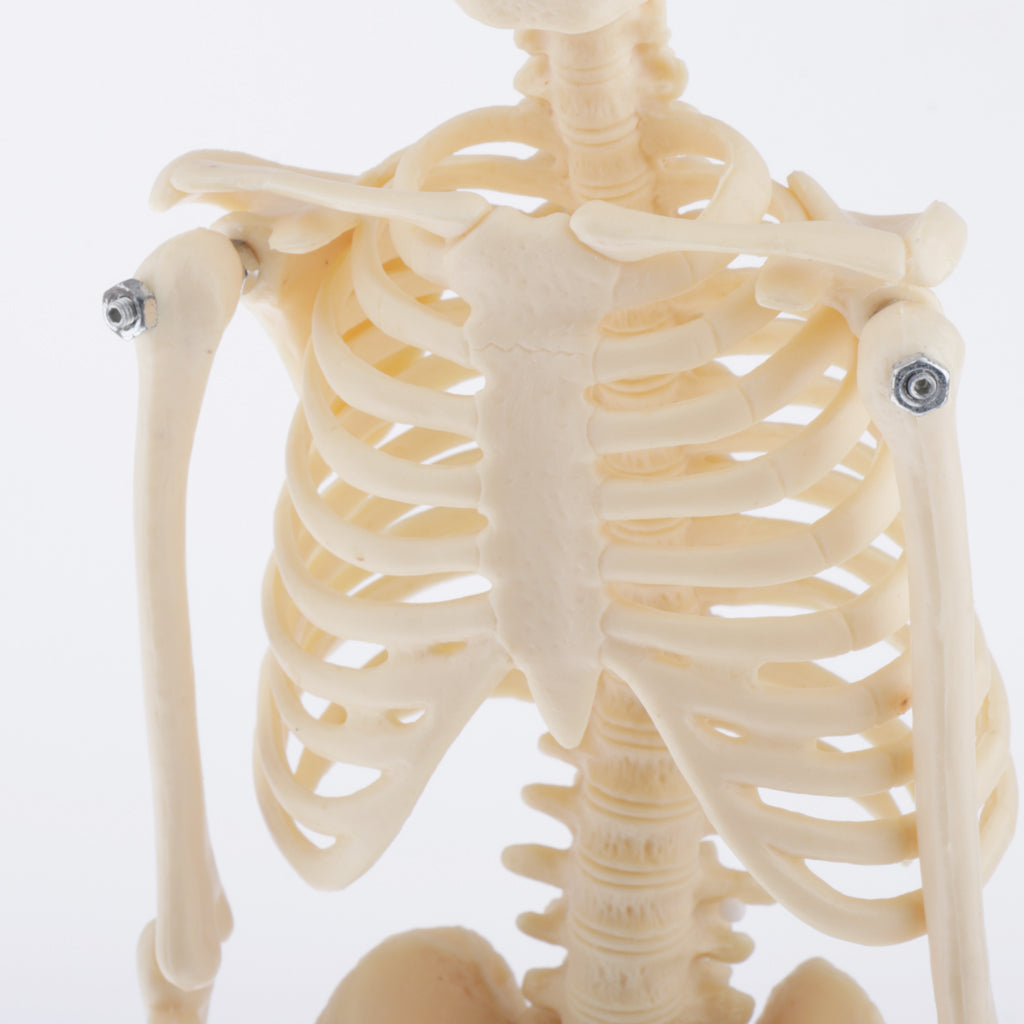 Realistic 45cm Mini Human Body Skeleton Model Set School Educational Tools
