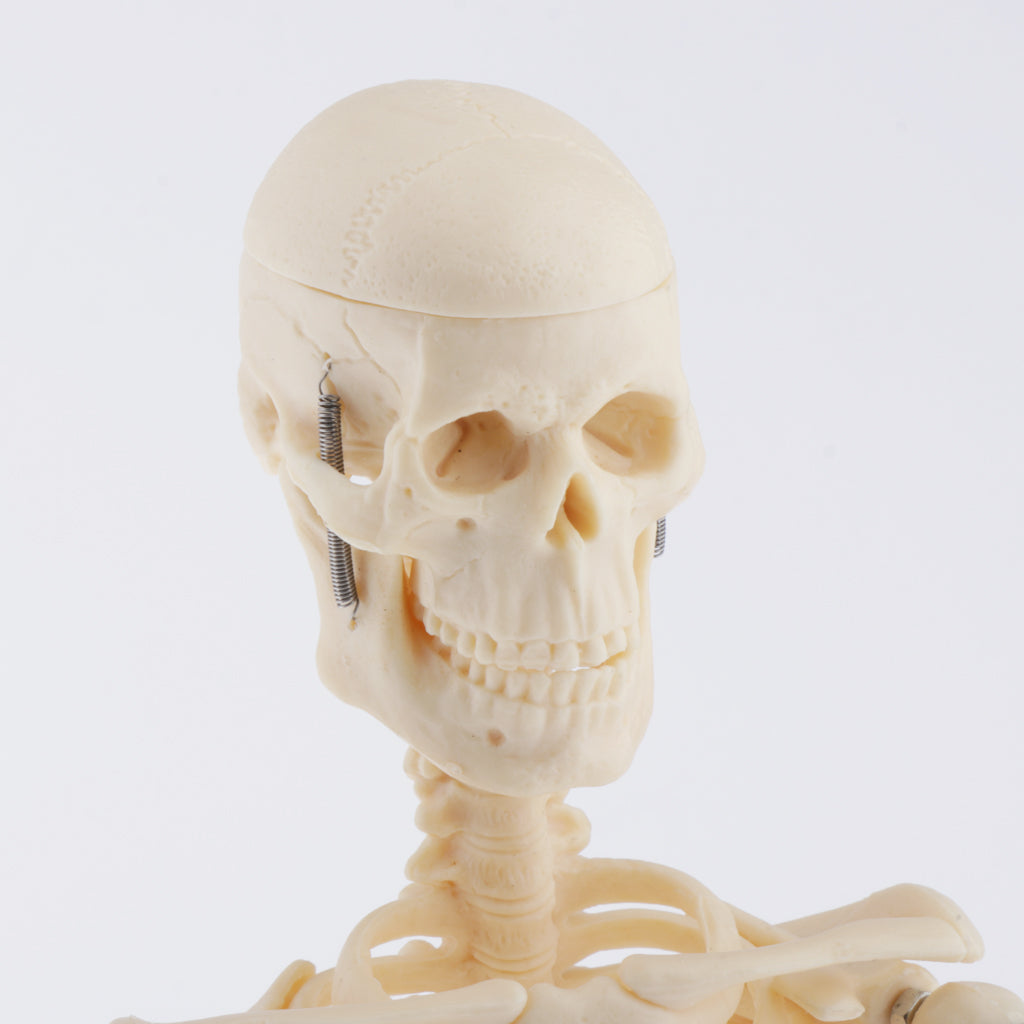 Realistic 45cm Mini Human Body Skeleton Model Set School Educational Tools