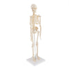Load image into Gallery viewer, Realistic 45cm Mini Human Body Skeleton Model Set School Educational Tools