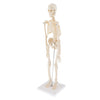 Realistic 45cm Mini Human Body Skeleton Model Set School Educational Tools