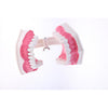 Dental Teeth Model with Removable Lower Teeth Learning Tool Magnification 2x