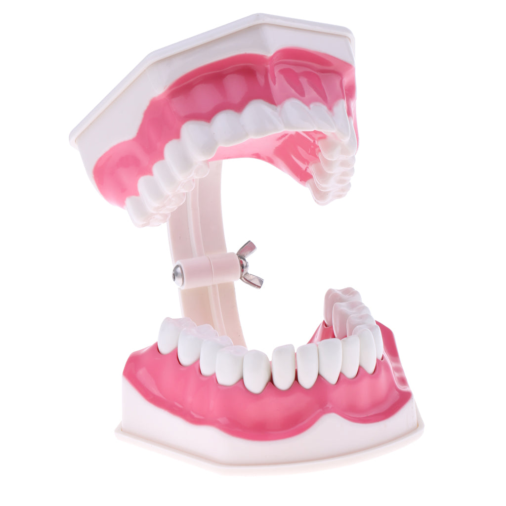 Dental Teeth Model with Removable Lower Teeth Learning Tool Magnification 2x