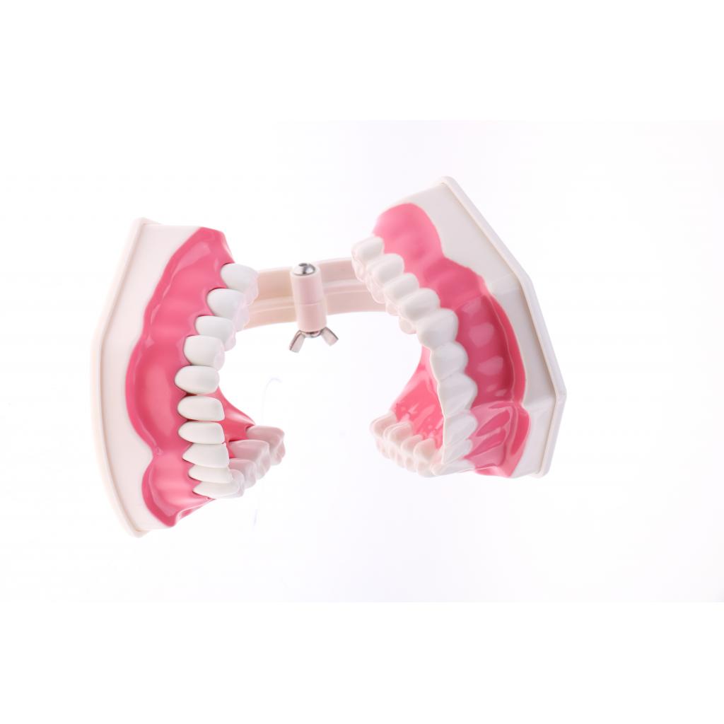 Dental Teeth Model with Removable Lower Teeth Learning Tool Magnification 2x