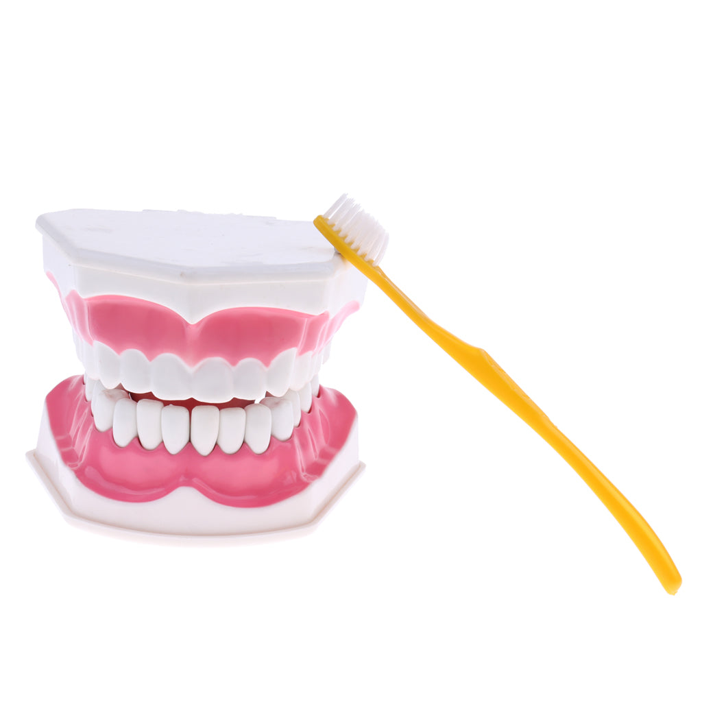 Dental Teeth Model with Removable Lower Teeth Learning Tool Magnification 2x