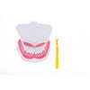 Dental Teeth Model with Removable Lower Teeth Learning Tool Magnification 2x