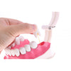 Dental Teeth Model with Removable Lower Teeth Learning Tool Magnification 2x