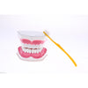 Dental Teeth Model with Removable Lower Teeth Learning Tool Magnification 2x