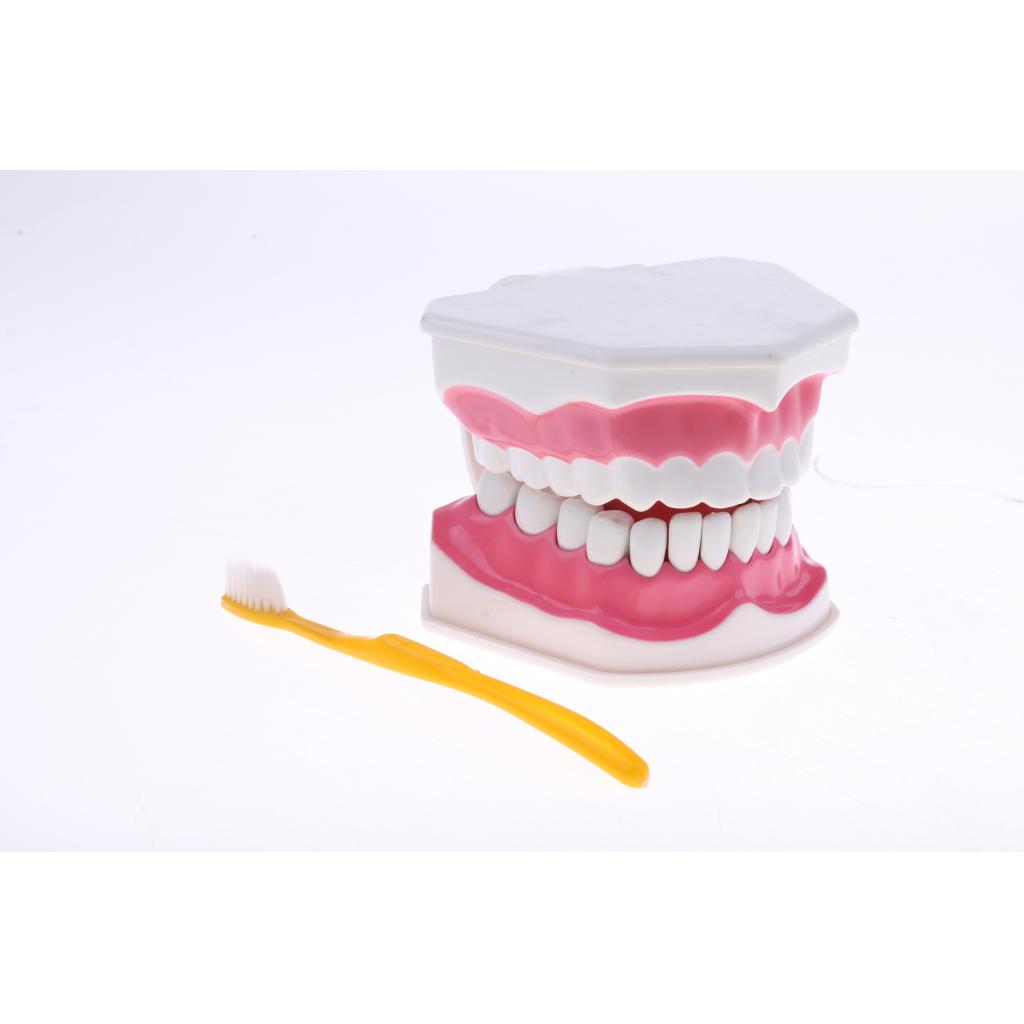 Dental Teeth Model with Removable Lower Teeth Learning Tool Magnification 2x