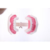 Dental Teeth Model with Removable Lower Teeth Learning Tool Magnification 2x