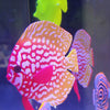 Luminous Simulation Fish Aquarium Glow Decoration Artificial Fishes Red