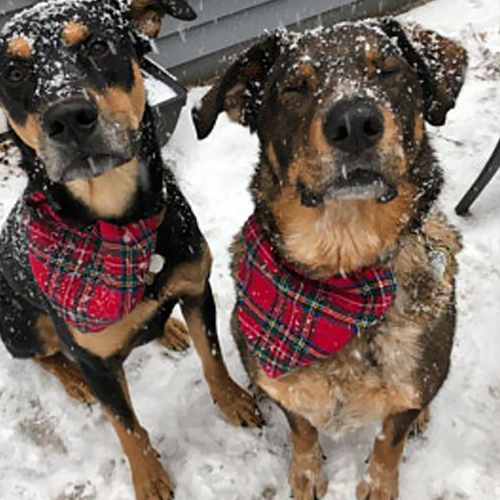 Classic Plaid Dog Bandana - Your Dog Will Love These Very Much Red Green Plaid