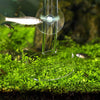 Aquarium Clear Glass Shrimp Feeding Tube Food Dish Feeder Pipe Holder 300mm