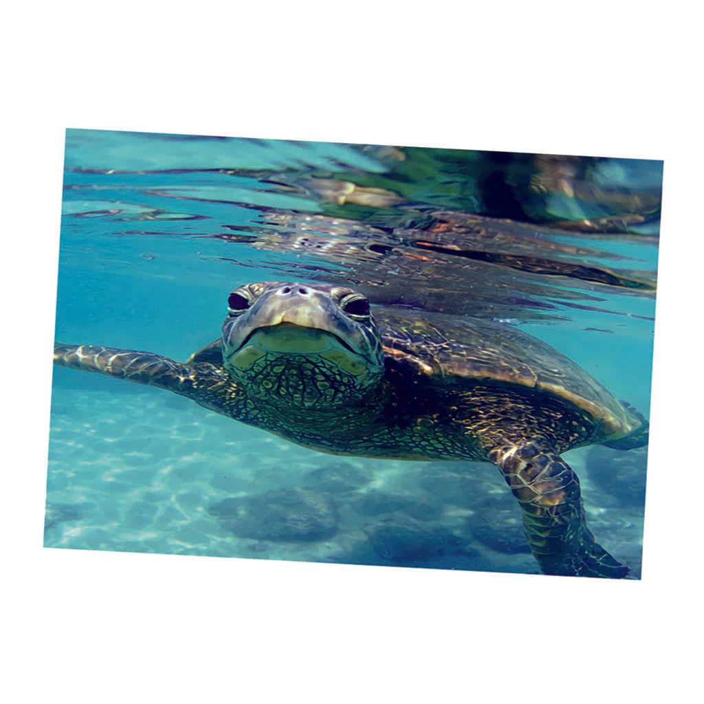 Aquarium Single-sided Adhesive Poster Background Sticker Turtle 61x30cm