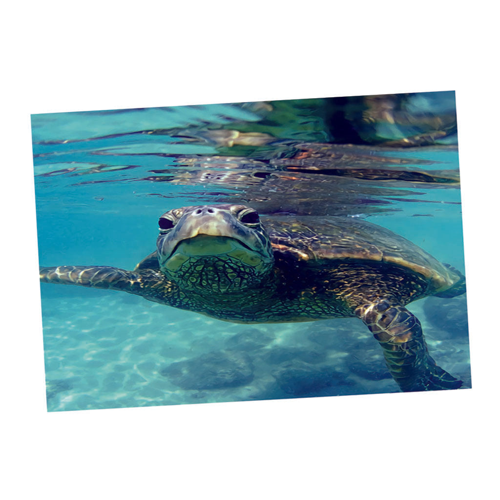 Aquarium Single-sided Adhesive Poster Background Sticker Turtle 61x30cm