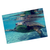 Aquarium Single-sided Adhesive Poster Background Sticker Turtle 61x30cm