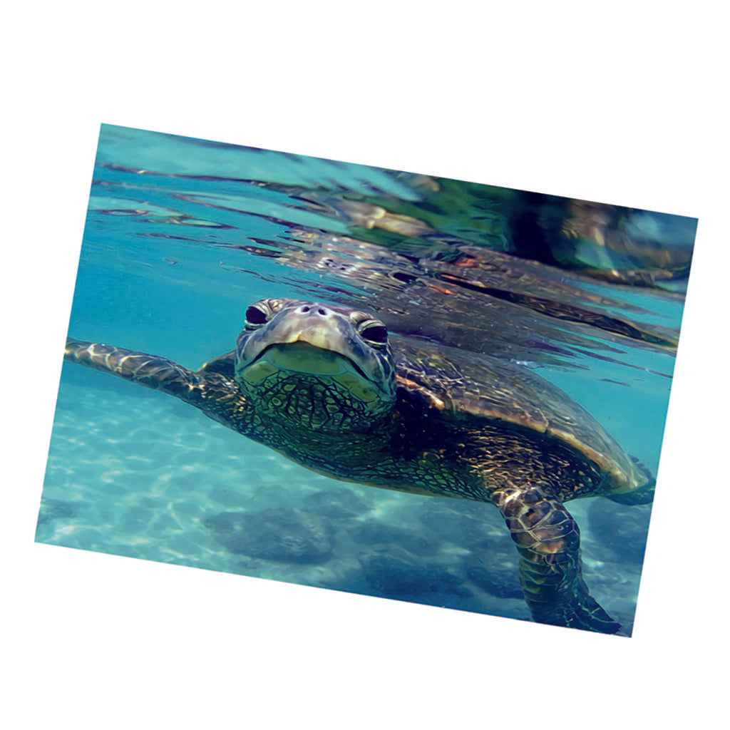 Aquarium Single-sided Adhesive Poster Background Sticker Turtle 61x30cm