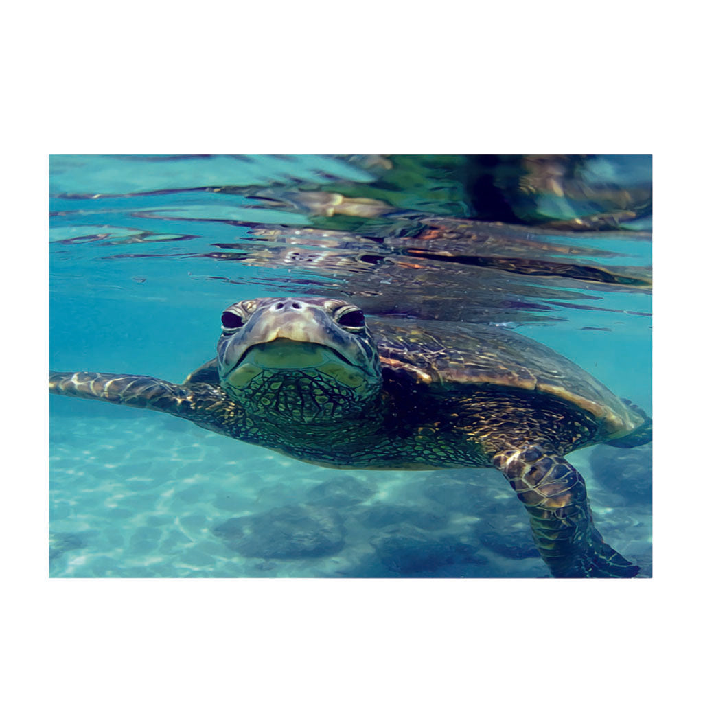 Aquarium Single-sided Adhesive Poster Background Sticker Turtle 61x30cm