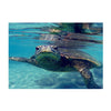 Aquarium Single-sided Adhesive Poster Background Sticker Turtle 61x30cm