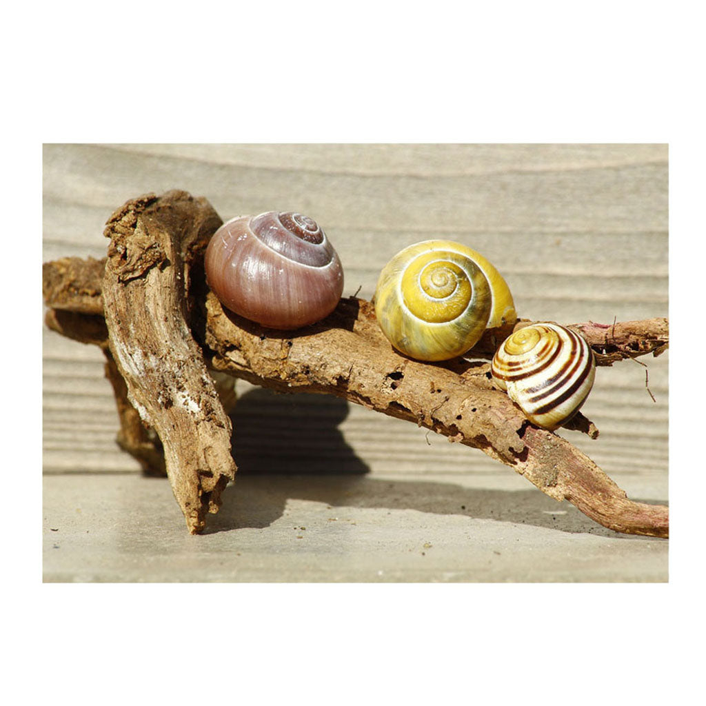 Aquarium Single-sided Adhesive Poster Background Sticker Escargots 76x46cm