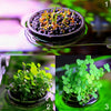 Fish Tank Plant Growing Pot Bowl Holder Mini Seeds with Sucker Round Leaf