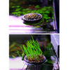 Fish Tank Plant Growing Pot Bowl Holder Mini Seeds with Sucker Round Leaf