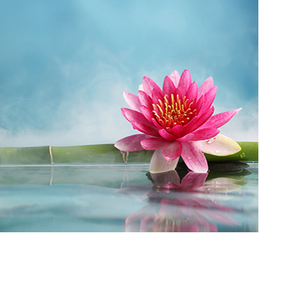 Aquarium Fish Tank HD One Side Adhesive Background Lotus Picture XS