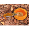 2Pieces Reptiles Feeder Ceramic Food Bowl Anti-escape Dish For Lizard Gecko Orange Angle M