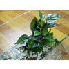 Underwater Artificial Plants Fish Tank Aquarium Decoration Ornament #3