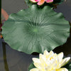 2xArtificial Aquatic Water Grass Fish Tank Aqua Landscape Lotus Decor 40CM