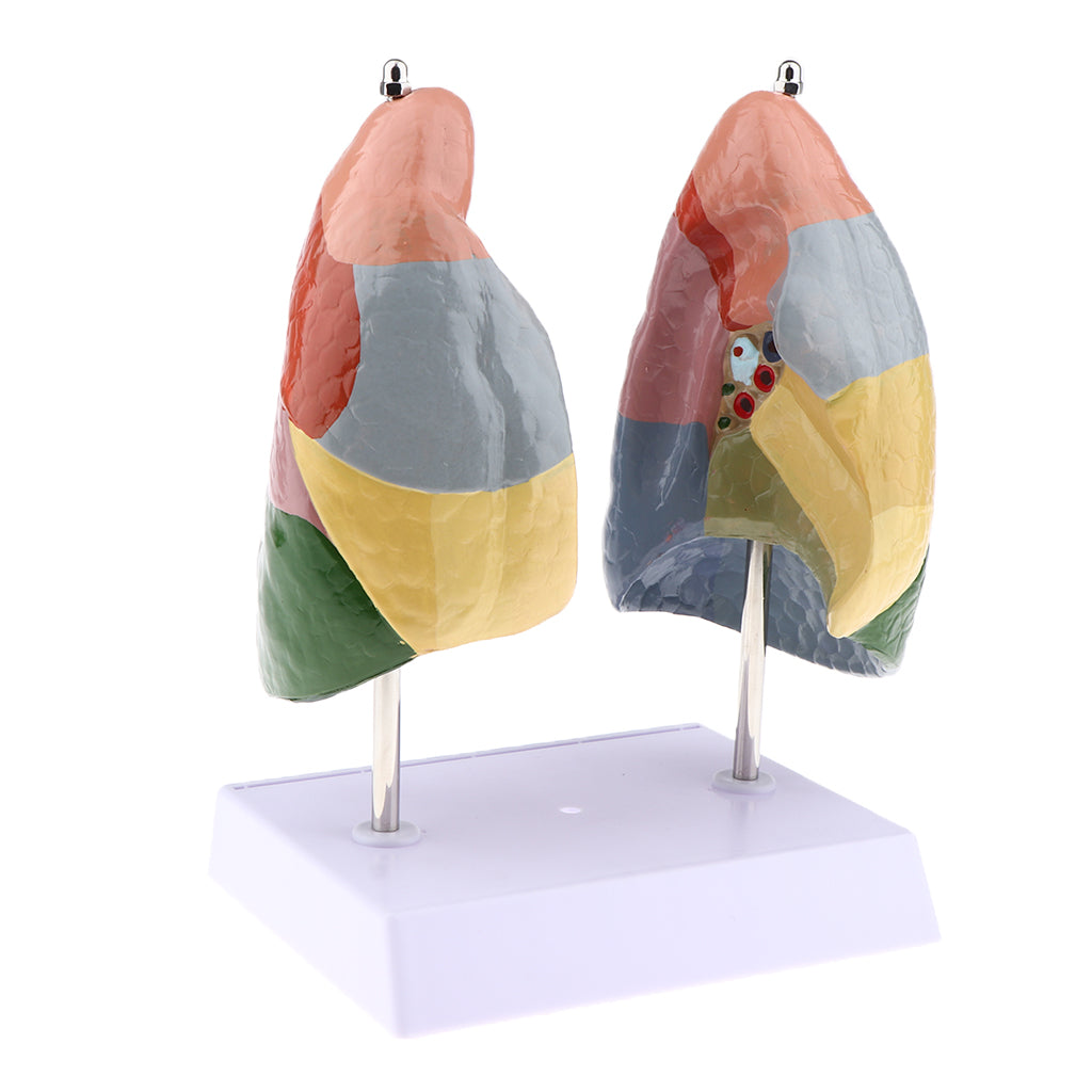 Educational Human Lung Anatomical Model with Base, Lifesize , PVC Material