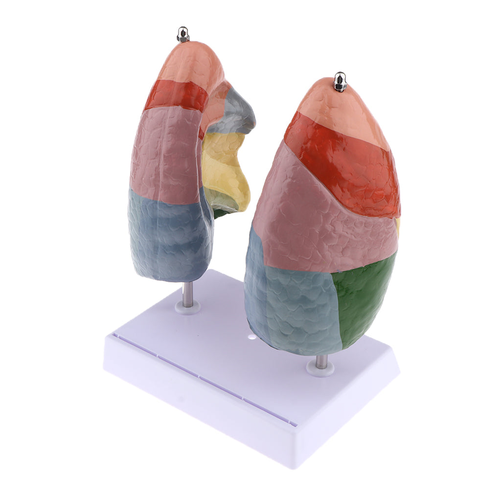 Educational Human Lung Anatomical Model with Base, Lifesize , PVC Material