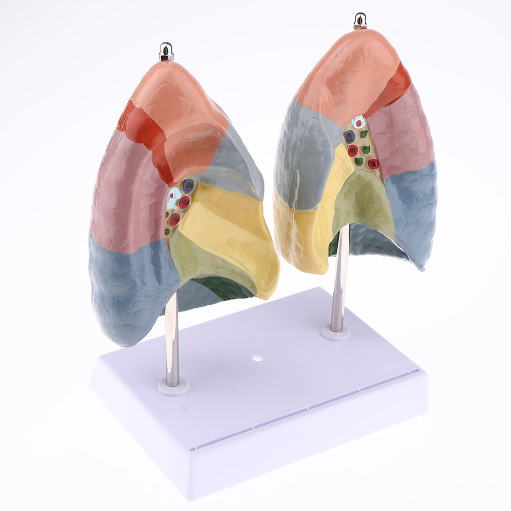 Educational Human Lung Anatomical Model with Base, Lifesize , PVC Material