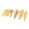 12x Enlarged Anatomical Human Teeth Tooth Model, Set of 3 Different Models