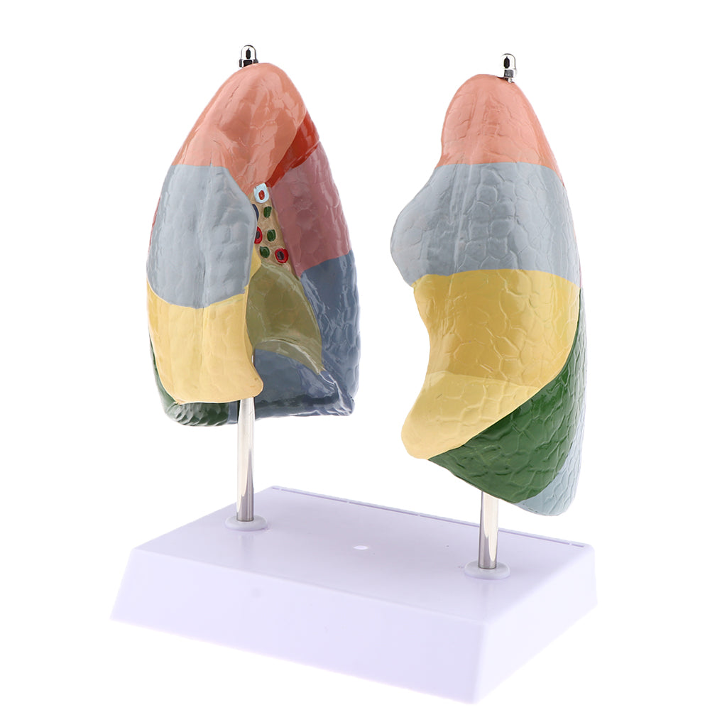 Educational Human Lung Anatomical Model with Base, Lifesize , PVC Material