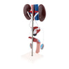 Load image into Gallery viewer, Male Urogenital Anatomical Model Kidney Bladder Testicles Organ System Model