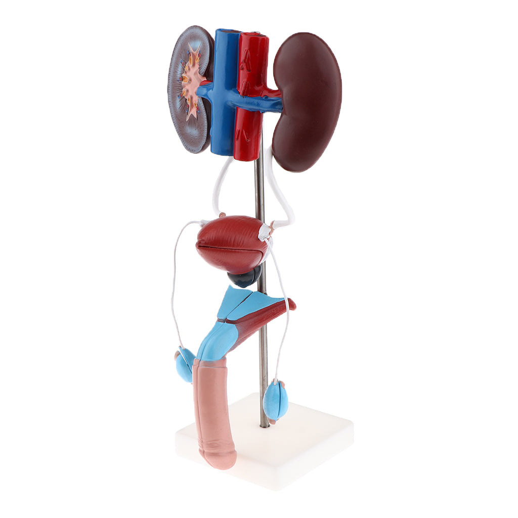 Male Urogenital Anatomical Model Kidney Bladder Testicles Organ System Model