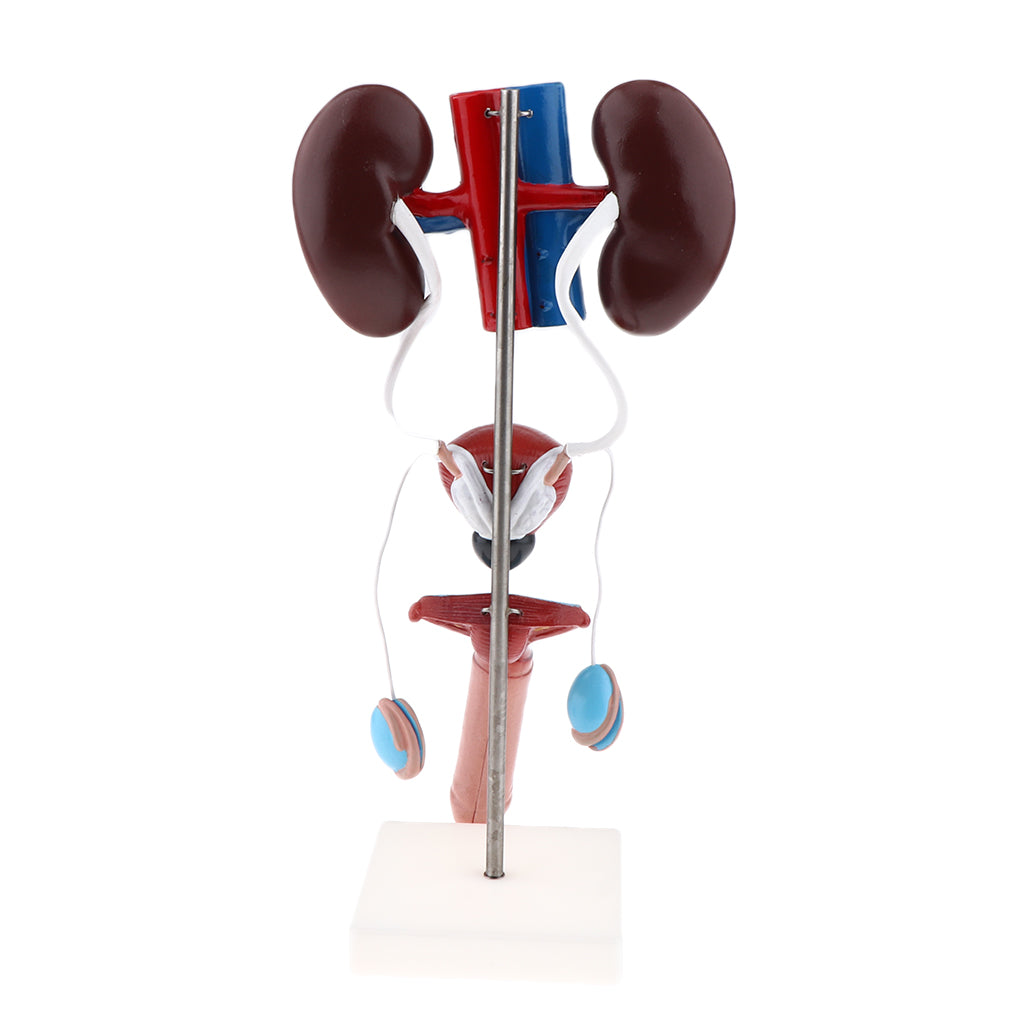 Male Urogenital Anatomical Model Kidney Bladder Testicles Organ System Model