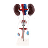 Load image into Gallery viewer, Male Urogenital Anatomical Model Kidney Bladder Testicles Organ System Model